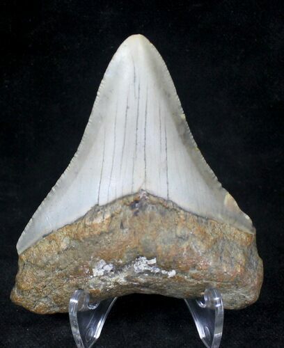 Megalodon Tooth - North Carolina #20718